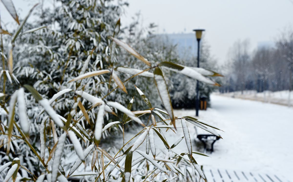 竹林雪景.jpg